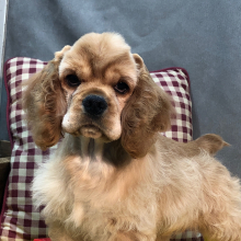 Cocker Spaniel Puppy Radar