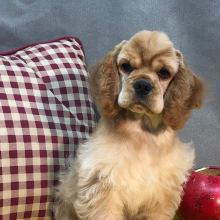Cocker Spaniel Puppy Radar