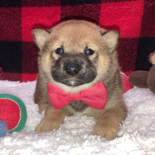 Shiba Inu Puppy Touma