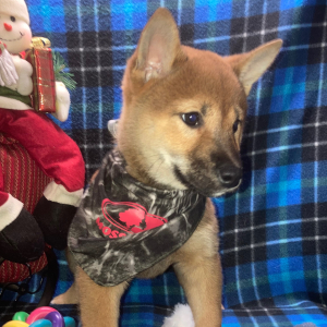 Shiba Inu Puppy Touma