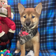 Shiba Inu Puppy Touma