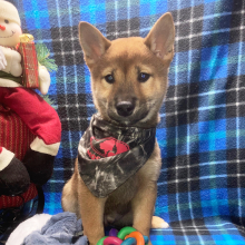 Shiba Inu Puppy Touma