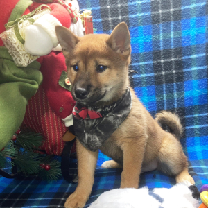 Shiba Inu Puppy Touma