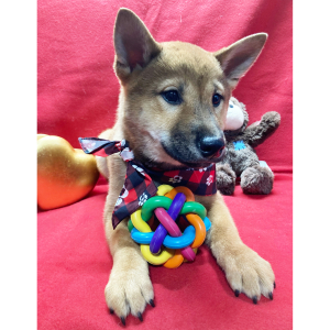 Shiba Inu Puppy Touma