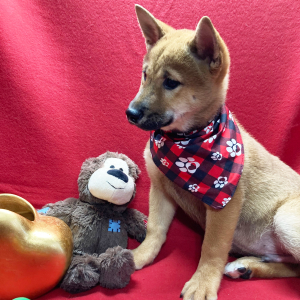 Shiba Inu Puppy Touma