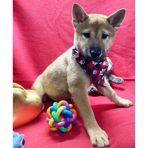 Shiba Inu Puppy Touma