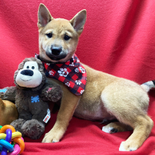 Shiba Inu Puppy Touma