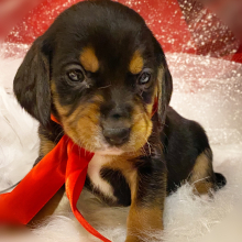 Beagle Puppy Pixy