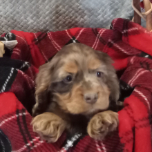 Cocker Spaniel Puppy Molly