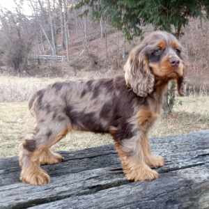 Cocker Spaniel Puppy Molly
