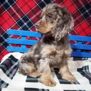 Cocker Spaniel Puppy Molly