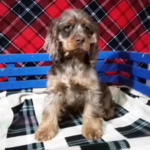Cocker Spaniel Puppy Molly