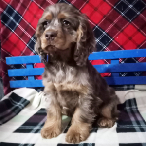 Cocker Spaniel Puppy Molly