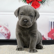 Cane Corso Puppy Winnie