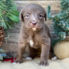 Labradoodle Puppy Gracie