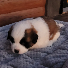 Saint Bernard Puppy Bianca