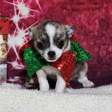 Chihuahua Puppy Addie