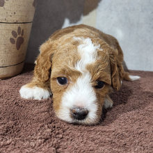 Goldendoodle Puppy Emma