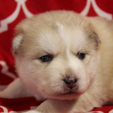 Pomsky Puppy Rainbow Sherbet