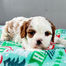 Cavalier King Charles Spaniel Puppy Chris