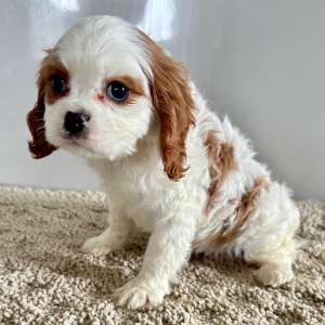 Cavalier King Charles Spaniel Puppy Chris