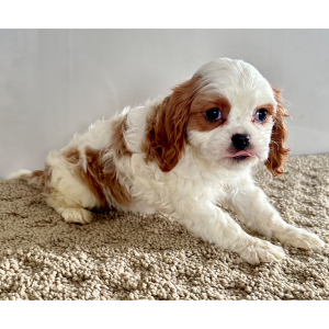 Cavalier King Charles Spaniel Puppy Chris