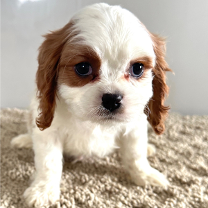 Cavalier King Charles Spaniel Puppy Chris