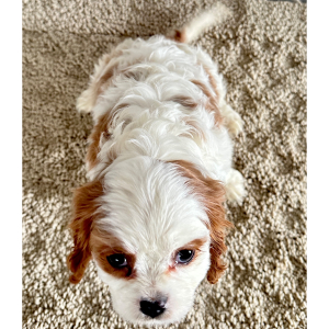 Cavalier King Charles Spaniel Puppy Chris