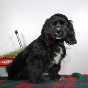Cocker Spaniel Puppy Nolan