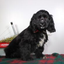 Cocker Spaniel Puppy Nolan