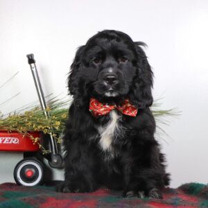 Cocker Spaniel Puppy Nolan