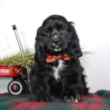 Cocker Spaniel Puppy Nolan