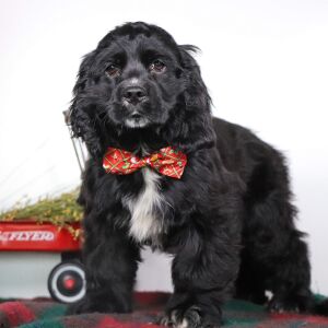 Cocker Spaniel Puppy Nolan