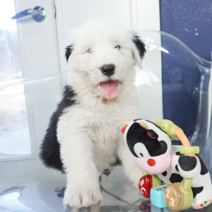 Old English Sheepdog Puppy Sofia