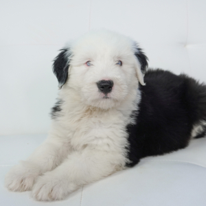 Old English Sheepdog Puppy Sofia