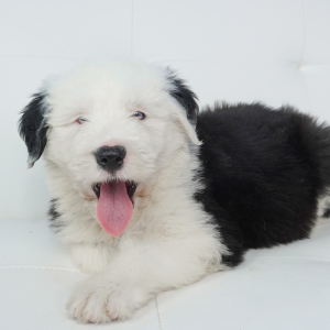 Old English Sheepdog Puppy Sofia