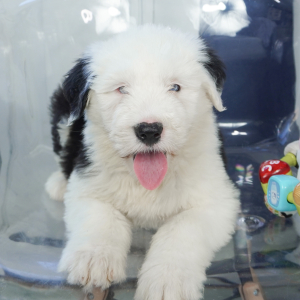 Old English Sheepdog Puppy Sofia