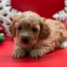 Cockapoo Puppy Jingle