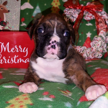 Boxer Puppy Sargent