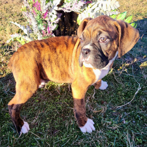 Boxer Puppy Sargent