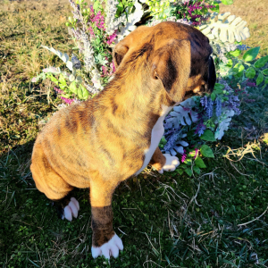 Boxer Puppy Sargent