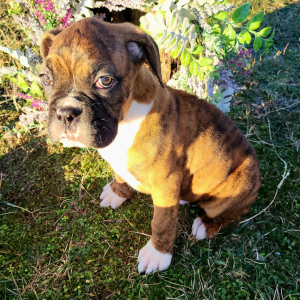 Boxer Puppy Sargent