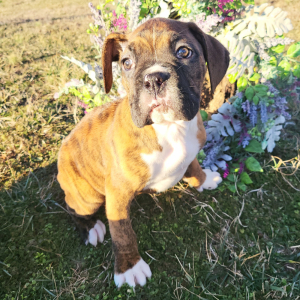 Boxer Puppy Sargent