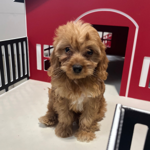 Goldendoodle Puppy Waylon