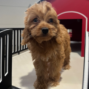 Goldendoodle Puppy Waylon