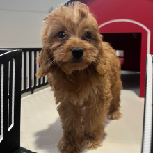 Goldendoodle Puppy Waylon