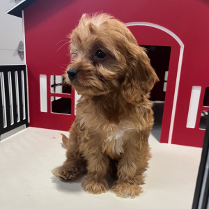 Goldendoodle Puppy Waylon