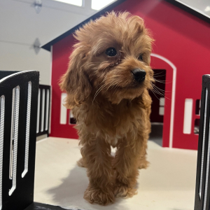 Goldendoodle Puppy Waylon