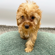 Goldendoodle Puppy Waylon
