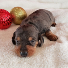 Dachshund Puppy Hailey
